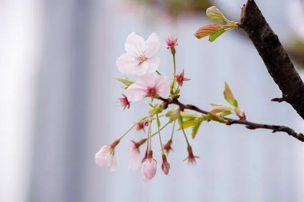 樱花之约‖莫负春日好时光