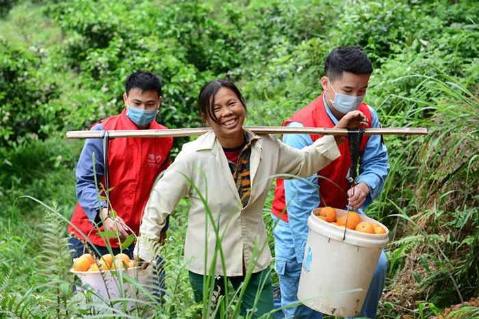 南宁横县供电局:23名青年志愿者为扶贫村采摘万斤滞销沃柑