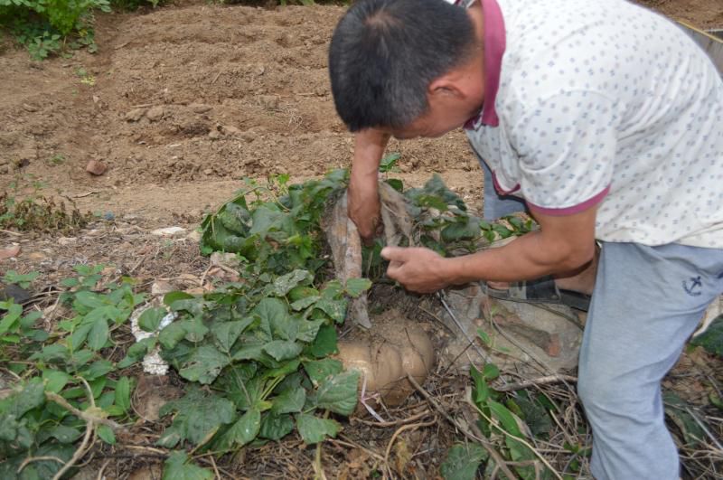 据叶先生介绍,这些都是普通的沙葛苗种下的,一般的沙葛种植两三个月就