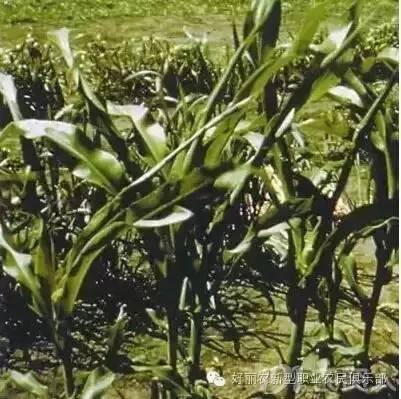 玉米除草剂的用法_玉米除草剂_玉米除草剂
