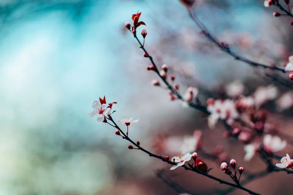 櫻花編程代碼，python櫻花_用 Python 繪制美麗的櫻花