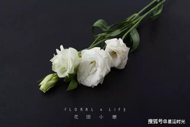 鲜花养护小知识_鲜花养护_鲜花养护保鲜法