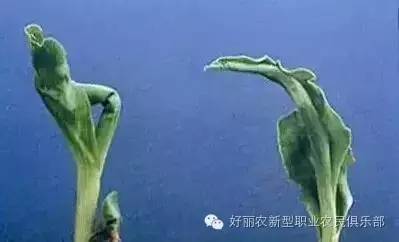 玉米除草剂的用法_玉米除草剂_玉米除草剂