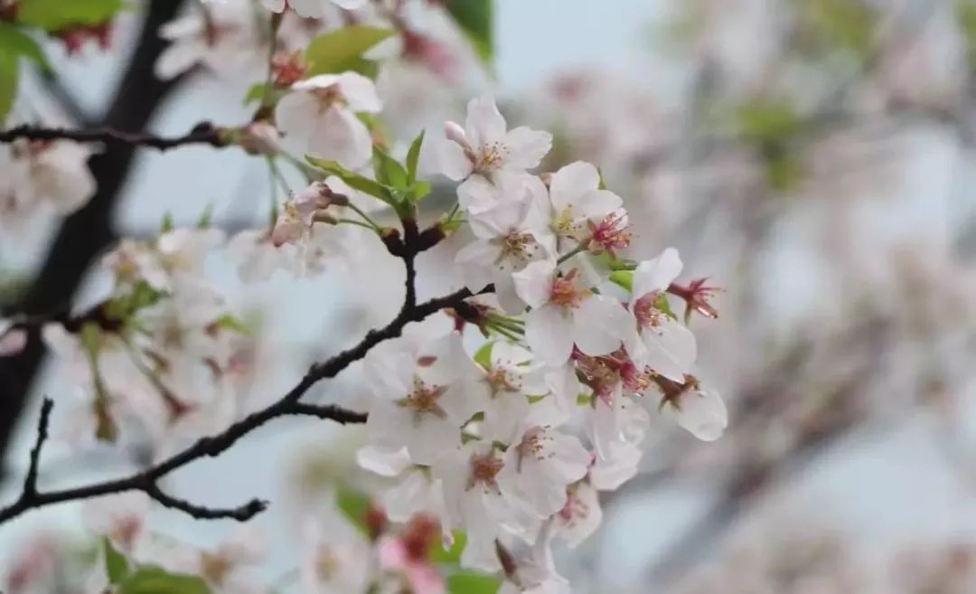 春日花鉴|梅花,桃花,杏花,李花,樱花,梨花