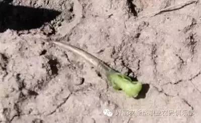 玉米除草剂_玉米除草剂的用法_玉米除草剂