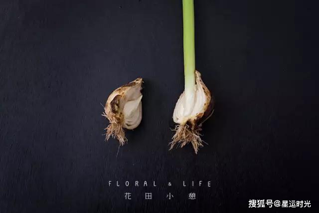 鲜花养护保鲜法_鲜花养护小知识_鲜花养护