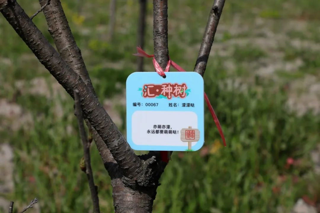 今日春分汇种树的第二批小树苗来了有没有你的呢