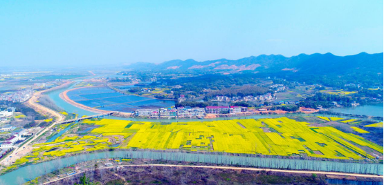 (俯瞰四华村金黄油菜花)