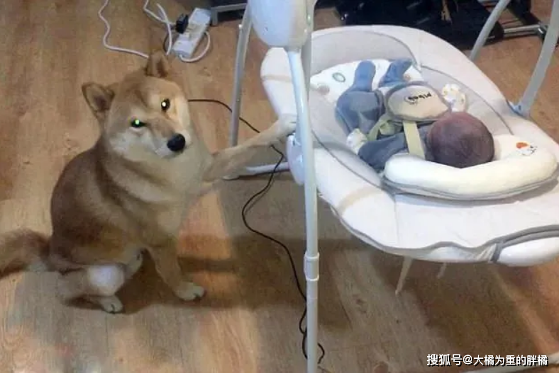 为什么狗喜欢看电视 15d64244f2f447bca7191a7b5d98b5f6.png