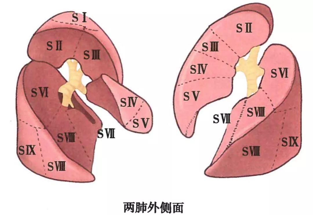 呼吸系统解剖图谱