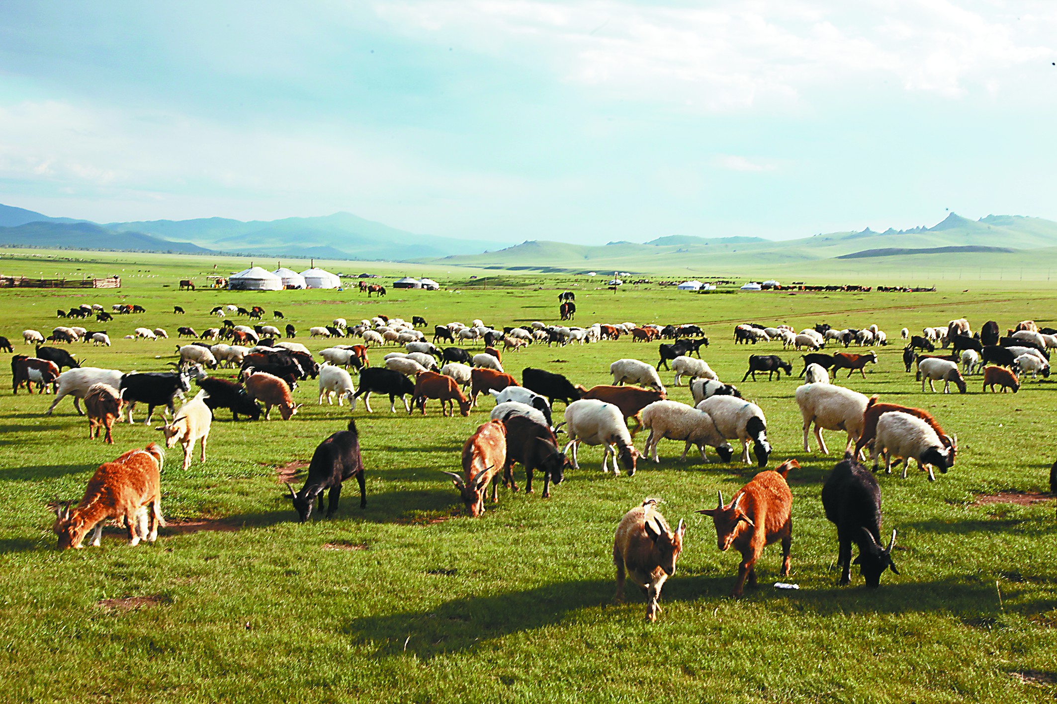 羊和马，蒙古国的“硬通货”_牲畜