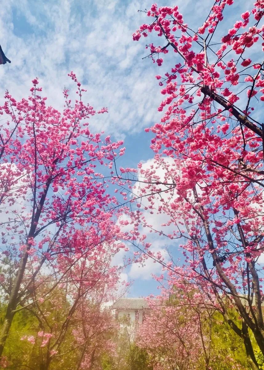 春分|听说旅院的樱花在等你_苏曼