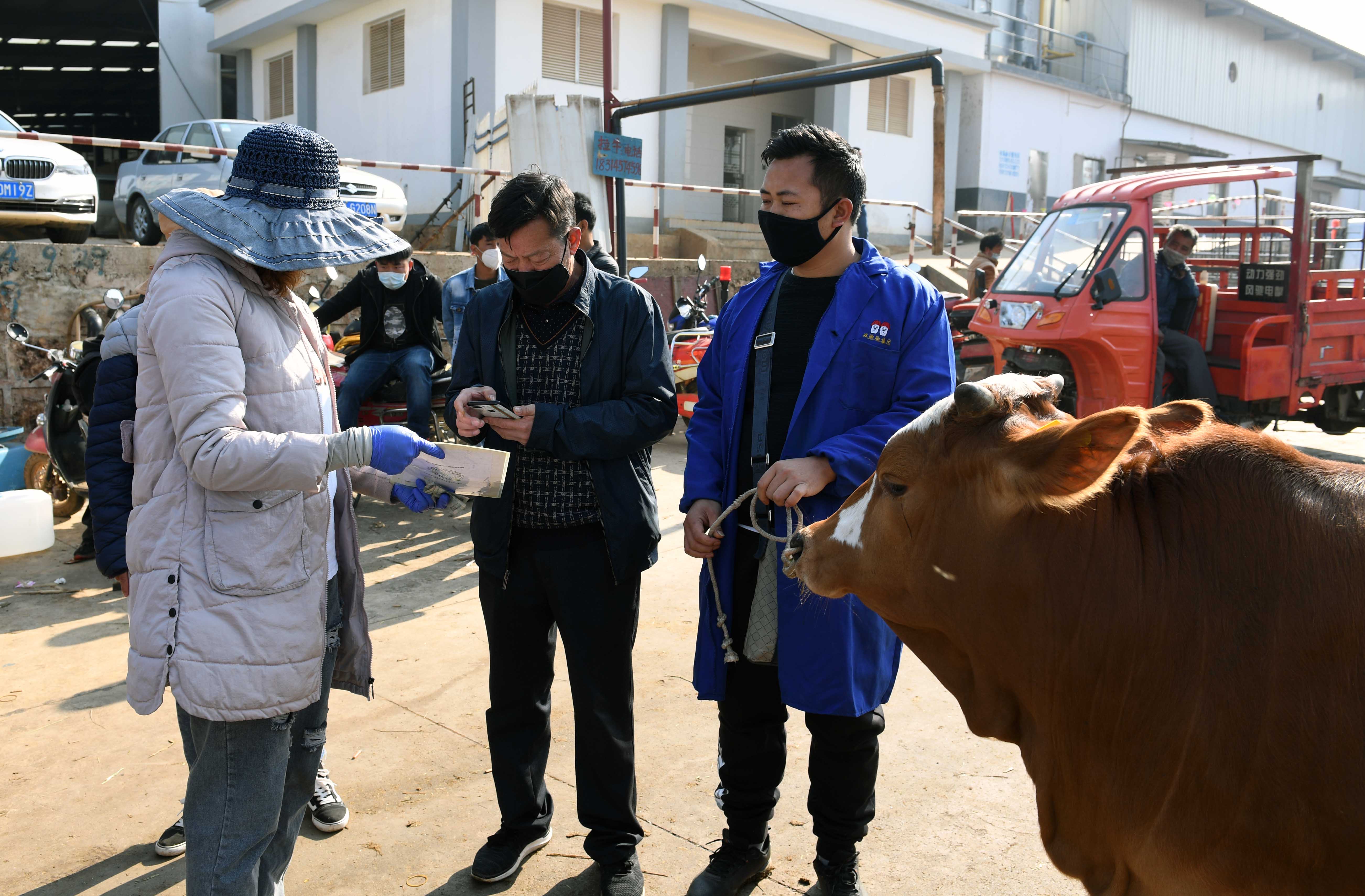 云南寻甸:牲畜市场交易忙_羊街