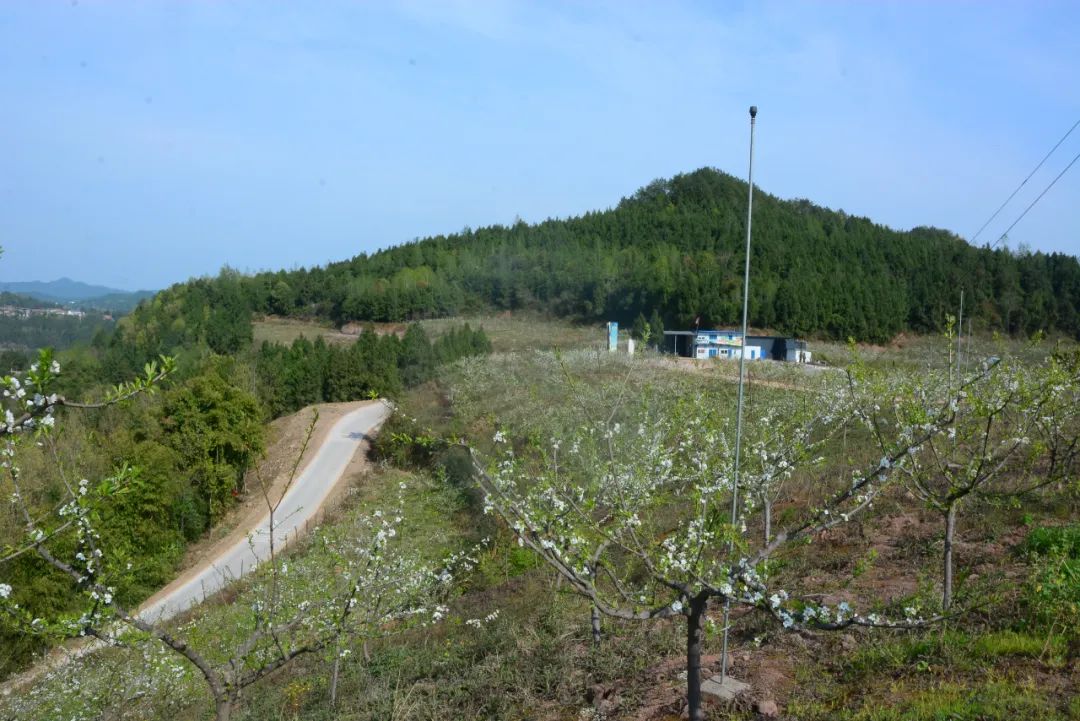 文旅巴中 | 春暖花开,去巴中经开区楼台村看李子花