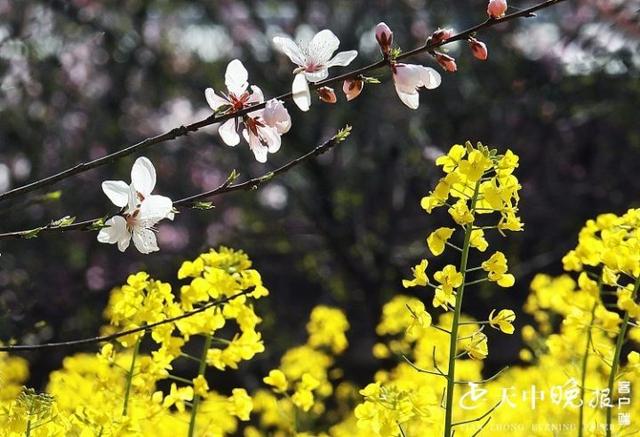 赏春去:桃花,油菜花相映成趣,这个地方有点美!