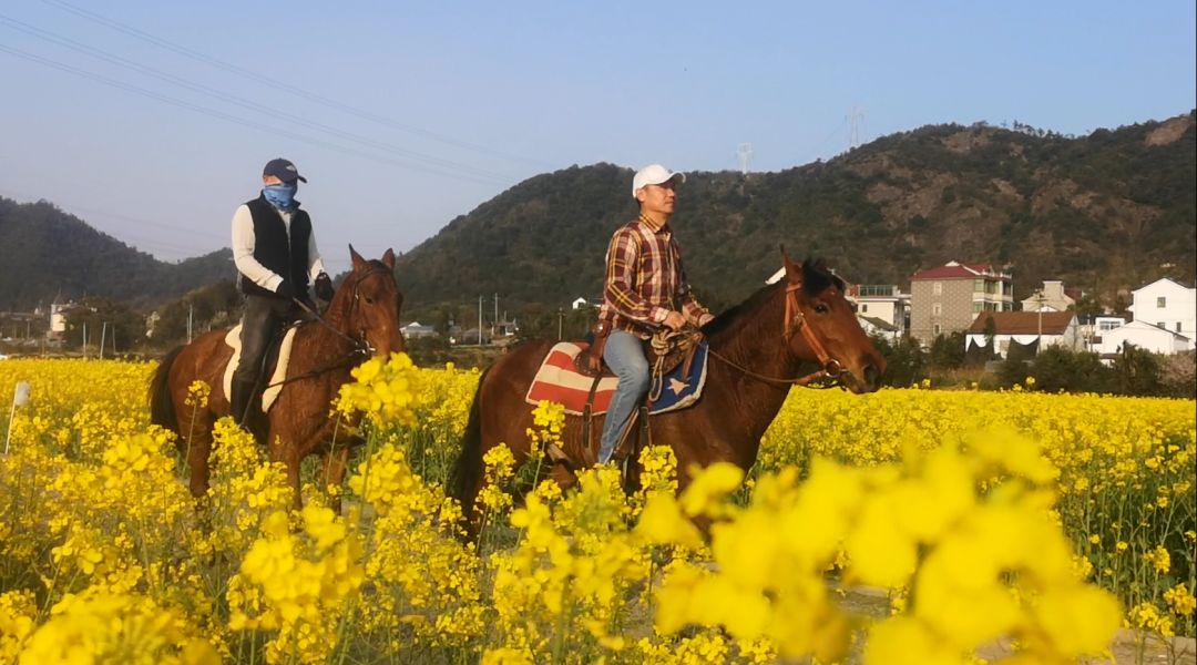 春到布谷湖 骑马去观花_油菜花