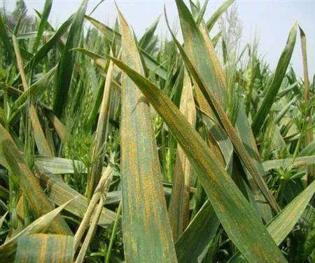 小麦叶锈病是常发病害,年发病面积约1500万hm2,产量损失约300万t,应用
