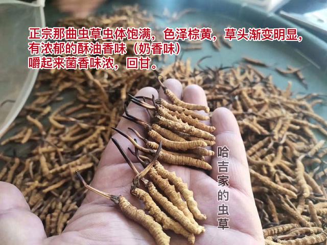 冬虫夏草泡酒喝四大好处,教你自制冬虫夏草酒,送配方