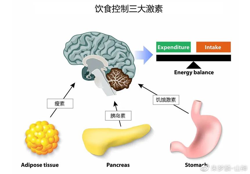 人口分泌_生长激素24小时分泌图(2)