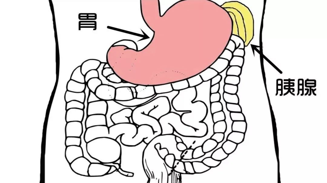 左上腹痛 小心胰腺炎 这里有胃,胰脏和脾脏,如果痛起来,除了胃病外