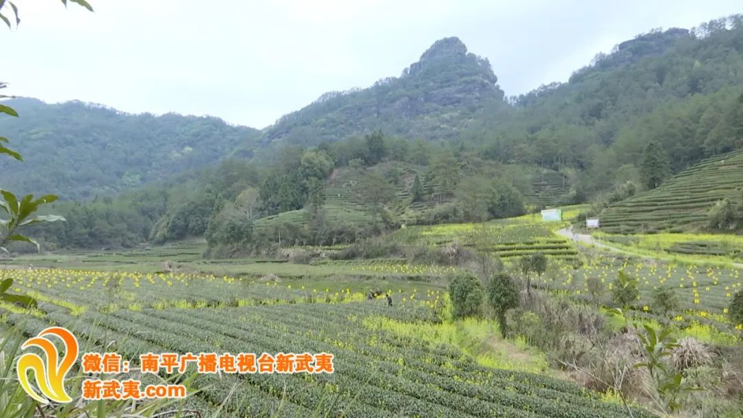 风景很特别武夷山这个茶园种满油菜花