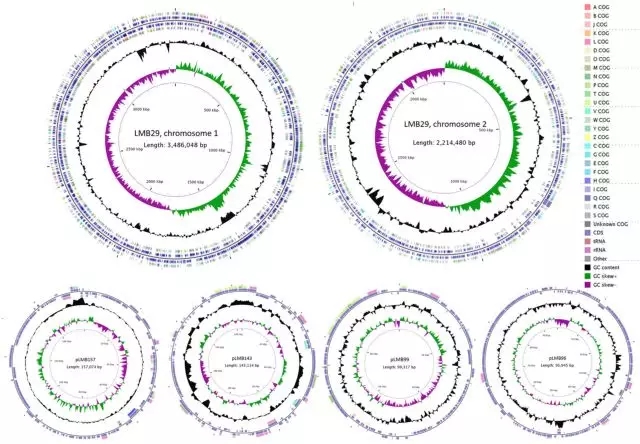 v. campbellii lmb29的染色体和质粒图谱