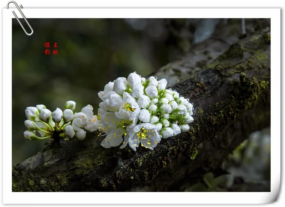 全州两河鲁水李花盛放芬芳四溢!