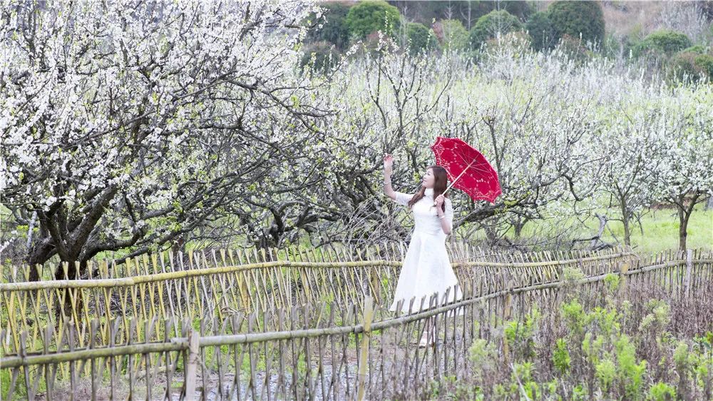 全州两河鲁水李花盛放芬芳四溢!