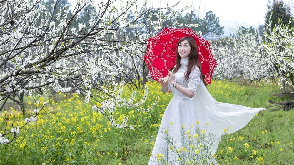全州两河鲁水李花盛放芬芳四溢!