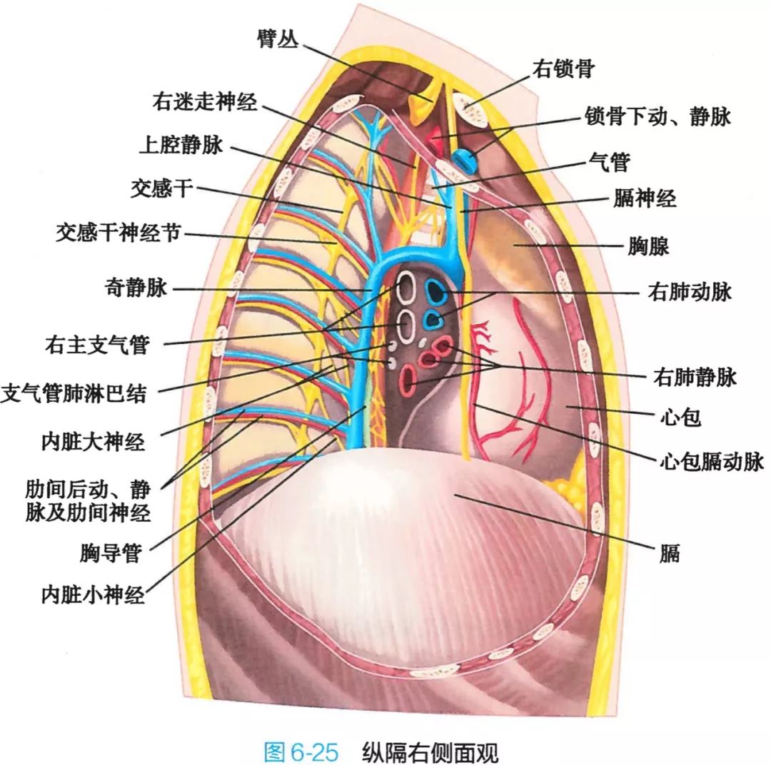 呼吸系统解剖图谱