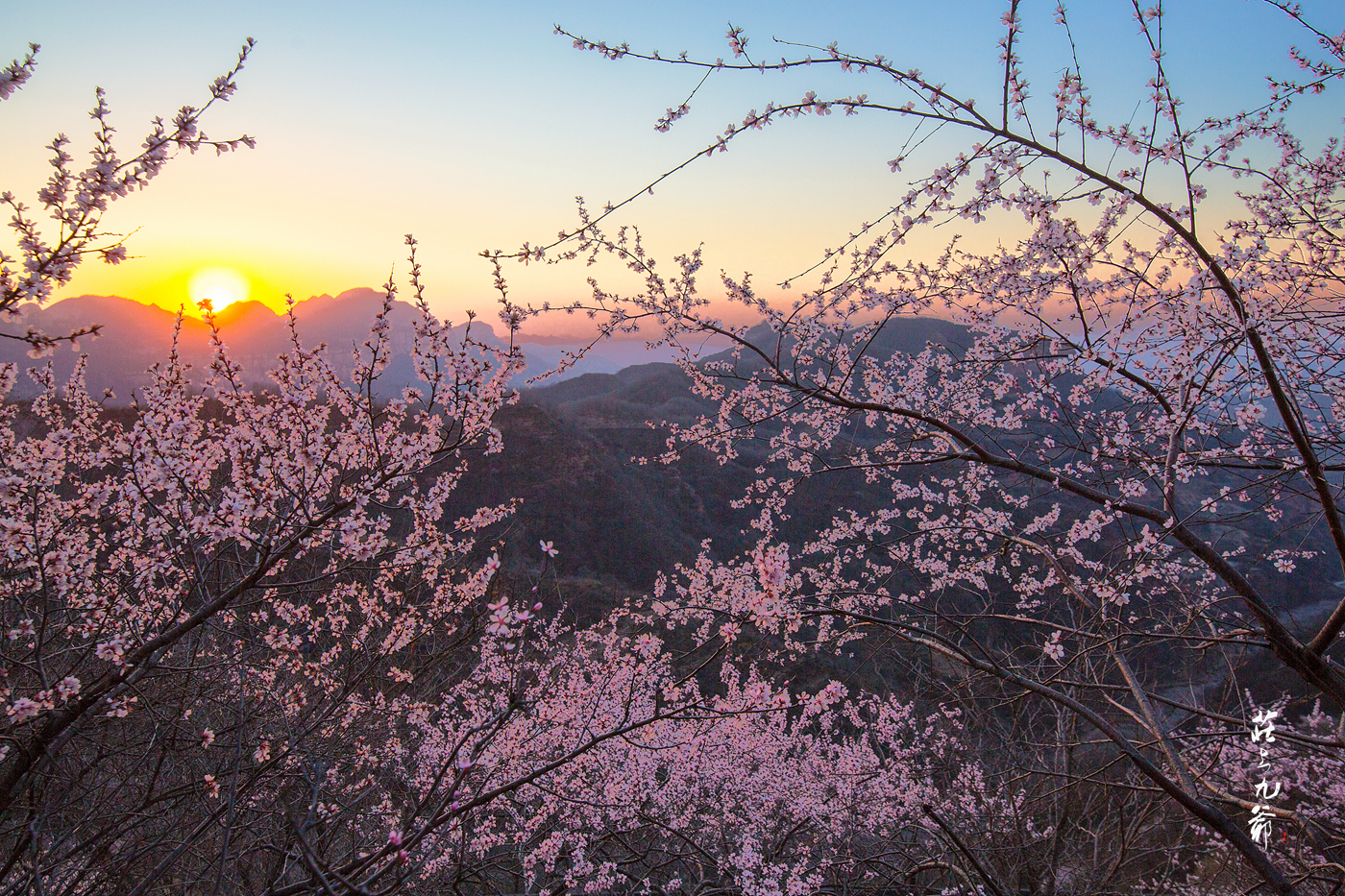 忽逢桃花林,夹岸数百步,中无杂树,芳草鲜美,落英缤纷.