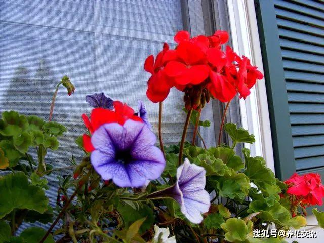 3.在阴凉处栽种喜欢阳光的植物