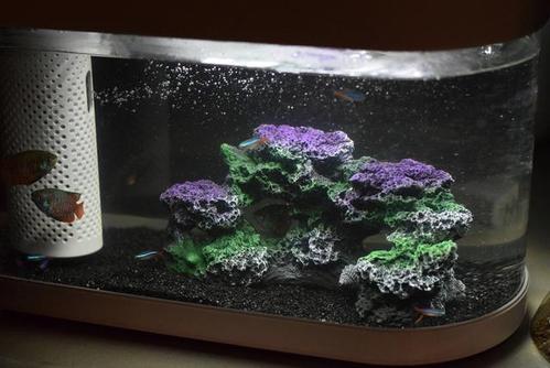 怎么养鱼简单方便 aa34141adff64cdba8e5a3fdd87f68d0.jpeg