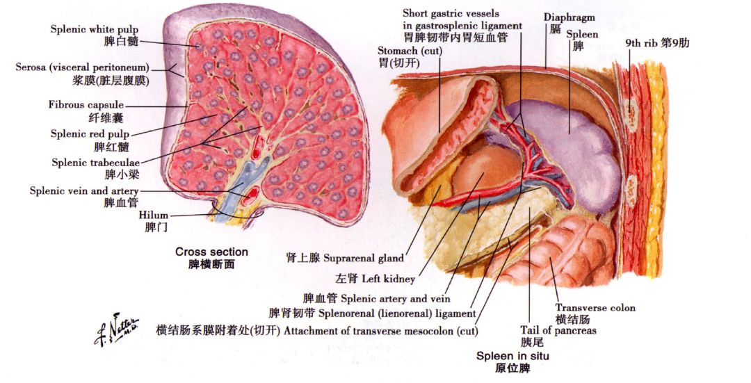 脾是一个具有被膜并富含血管的巨大淋巴组织团块,位于腹腔的左上后区