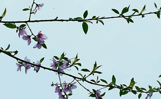 桃花三月雨简谱_三月桃花心中开简谱(2)