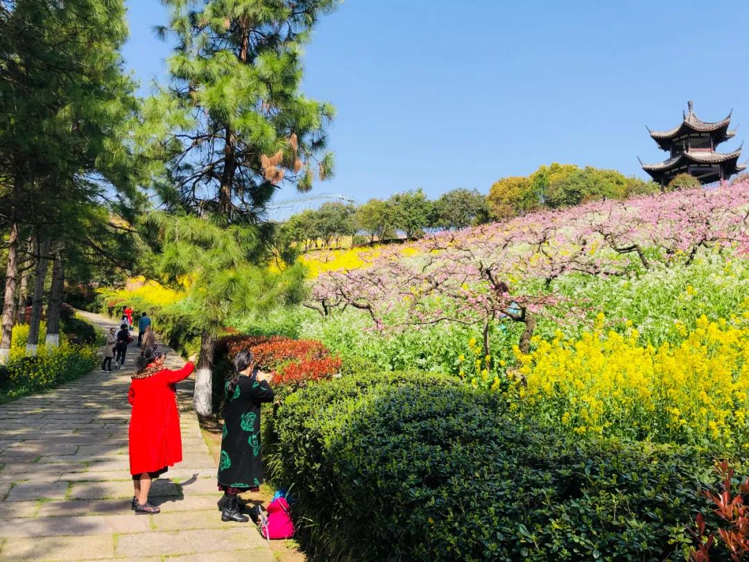 长兴城山沟第十二届桃花节今天开幕啦!