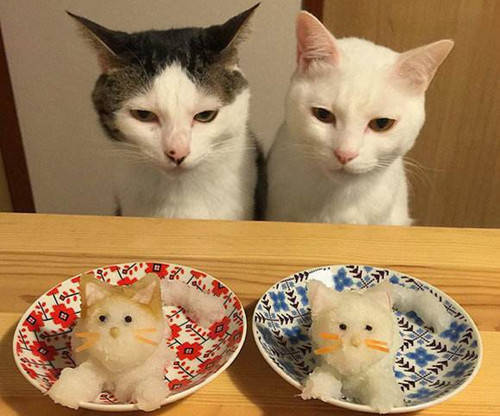 猫咪怎么增加食欲 ba5cc1c0b50d49b6a448ba3e9abd5a8e.jpeg