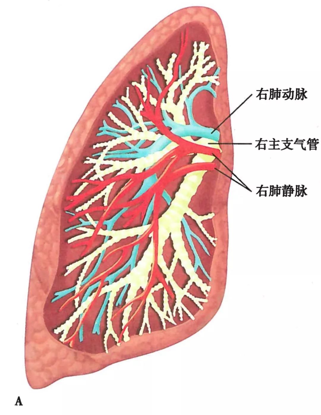 呼吸系统解剖图谱