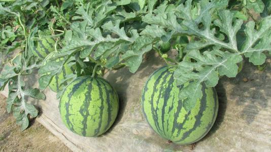 西瓜怎么长得又大又圆 c4e4129595e94c8b8d922150d2b390df.jpeg