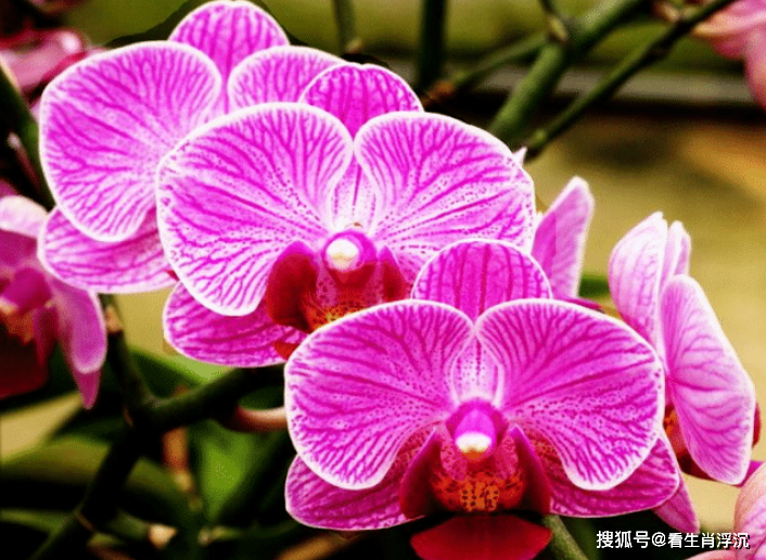 原创导语夏季开始财运高涨事业蒸蒸日上红红火火最容易赚大钱的生肖