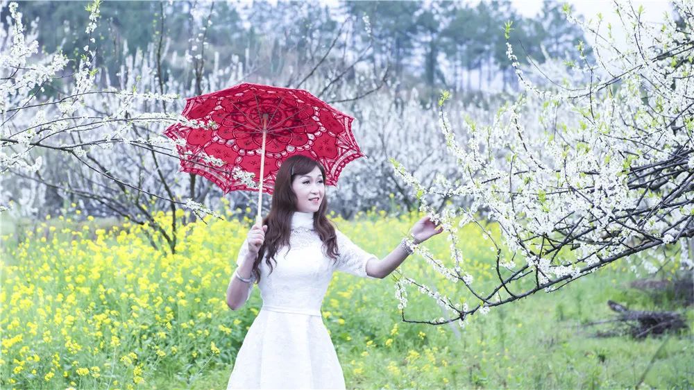 全州两河鲁水李花盛放芬芳四溢!