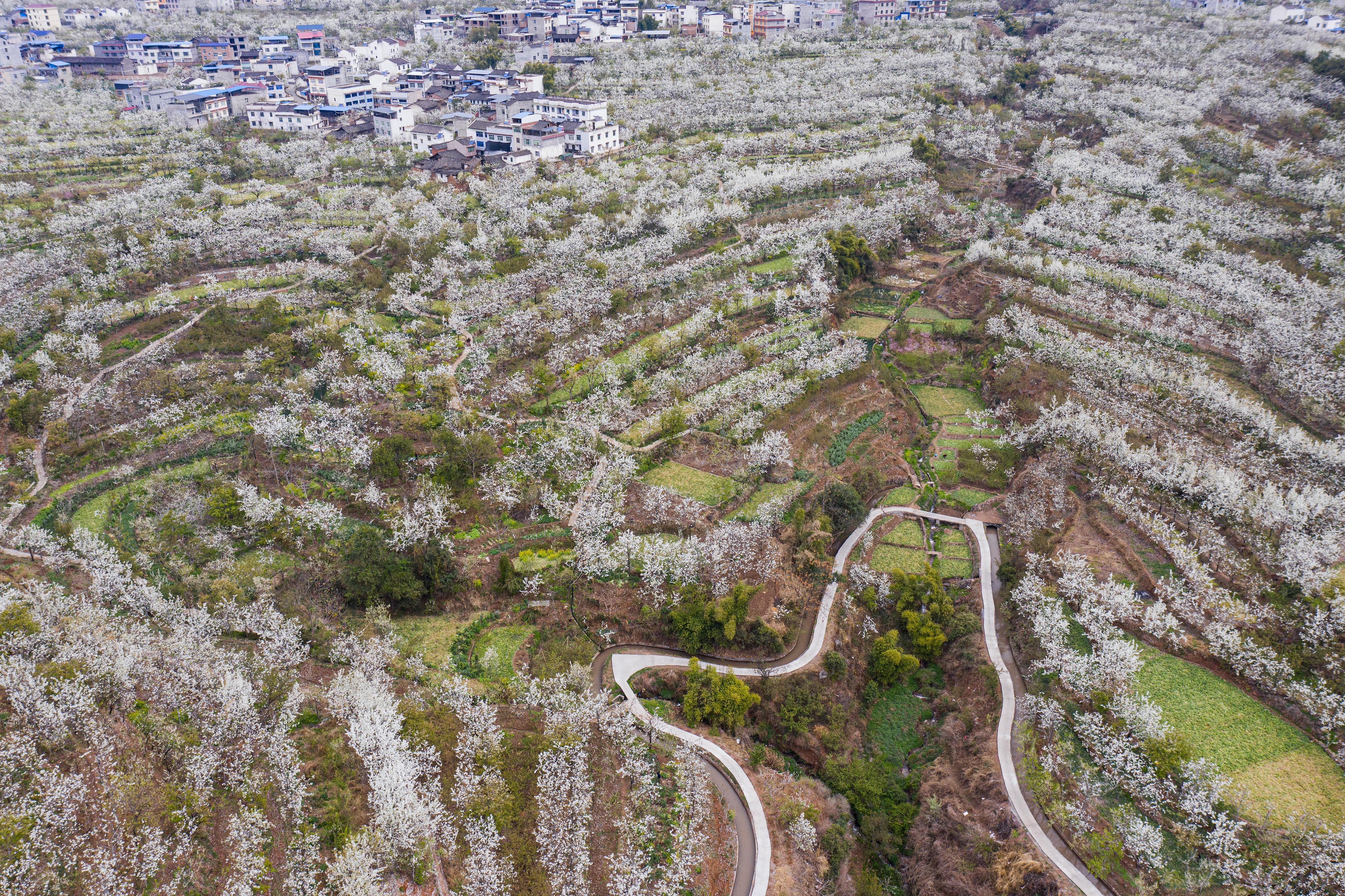 四川汉源:千树万树梨花开