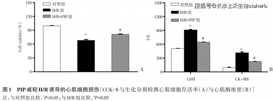 2 胡椒碱(上禾生物)抑制h/r诱导的心肌细胞炎症,凋亡和ros反应如图2