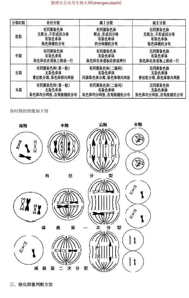 初中生物易错点:有丝分裂和减数分裂,图解秒懂