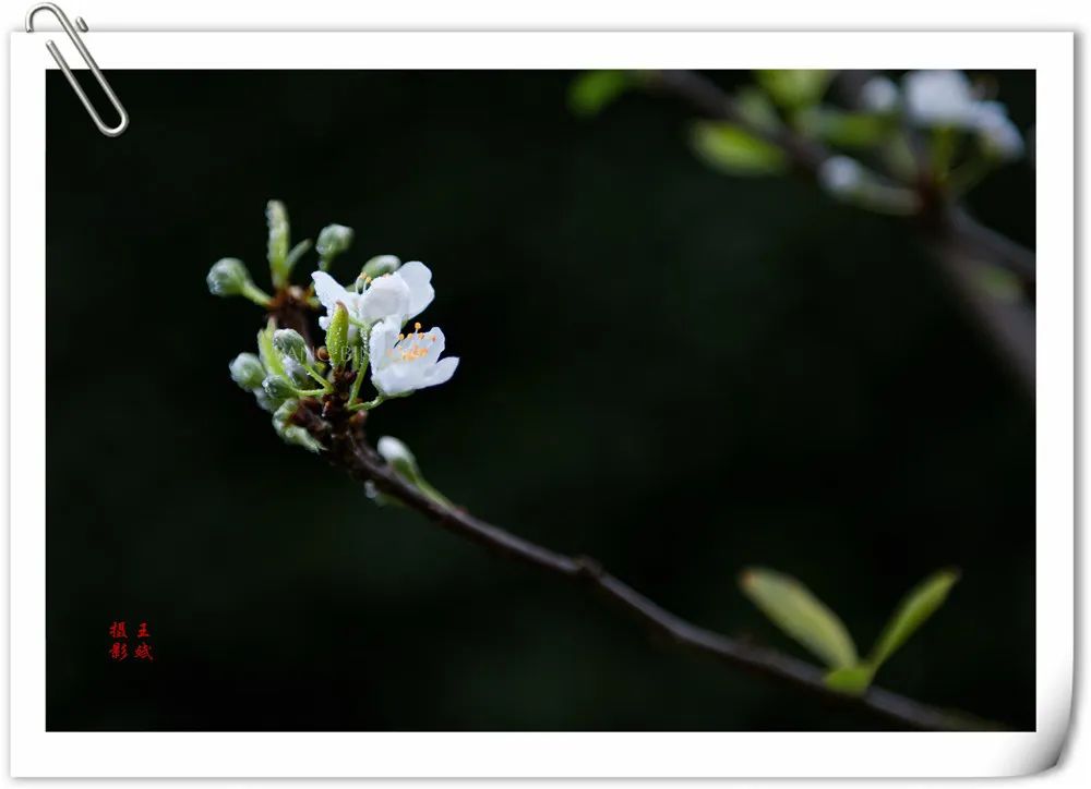 全州两河鲁水李花盛放芬芳四溢!