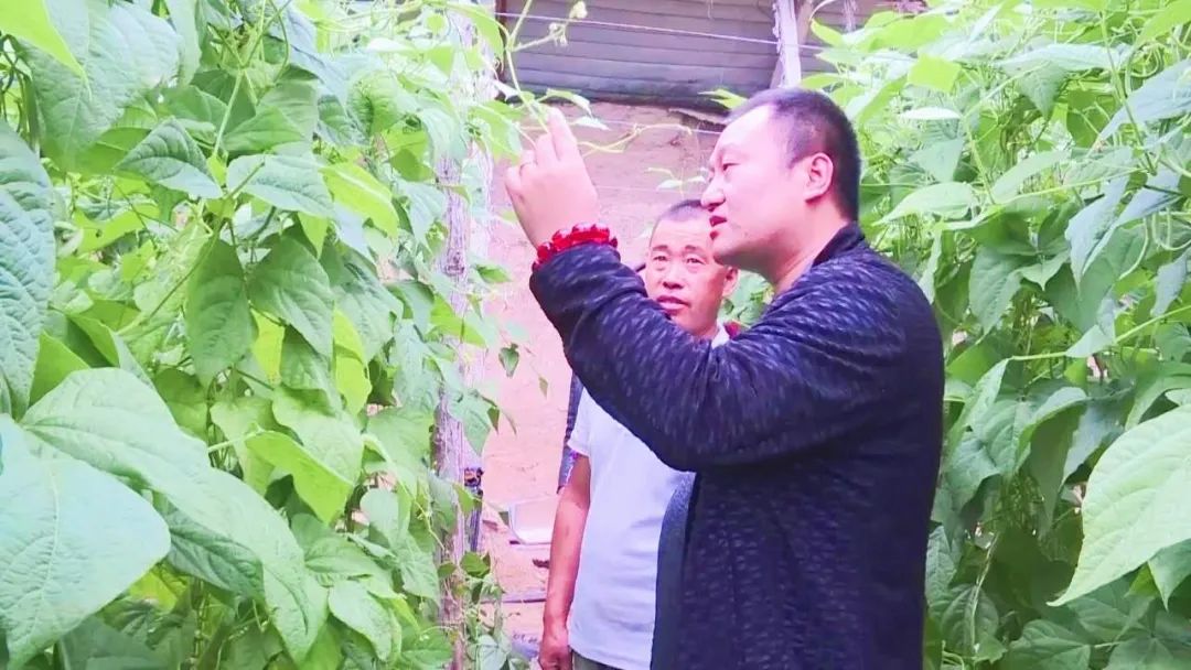 怎么种植葫芦视频 f756d348ef6b4b198630022185c2ba16.jpeg