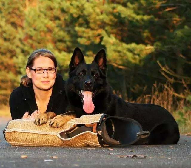 智商在所有的犬中排行第三,两种德国牧羊犬的智商几乎没有多大差距