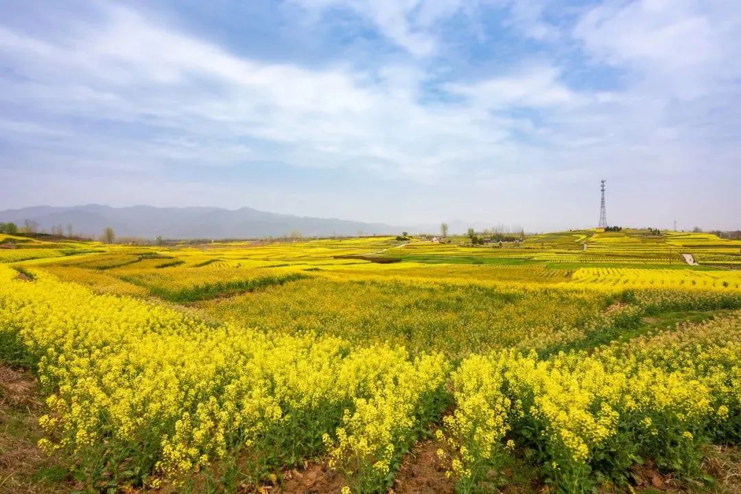 陕西汉中油菜花  地处秦巴山区有112万亩油菜花 汉中洋县,自古便是