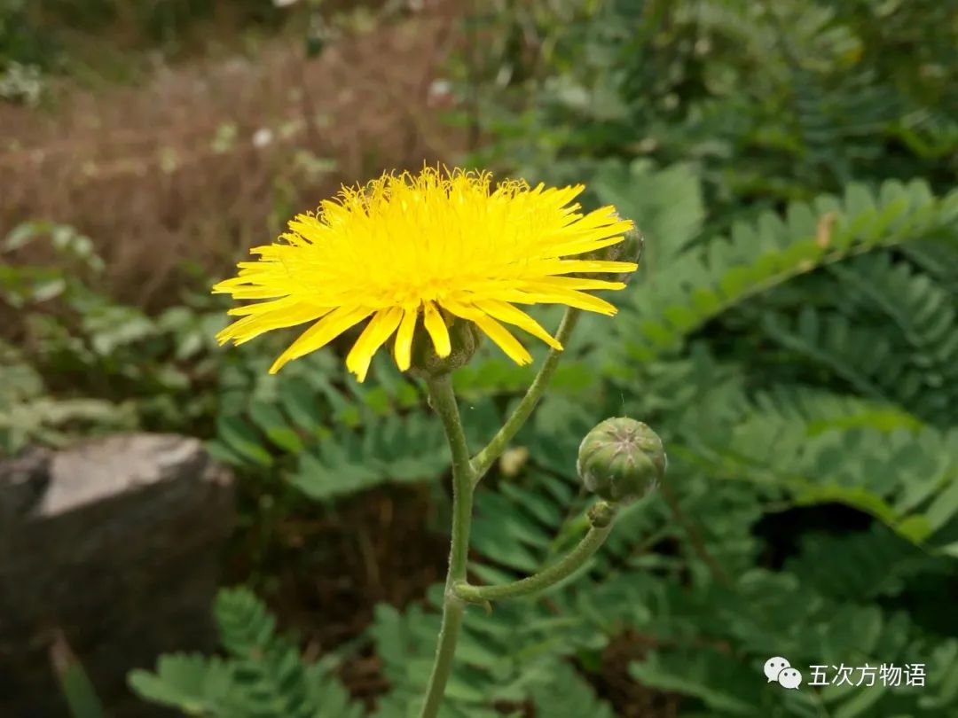 详解蒲公英_舌状花