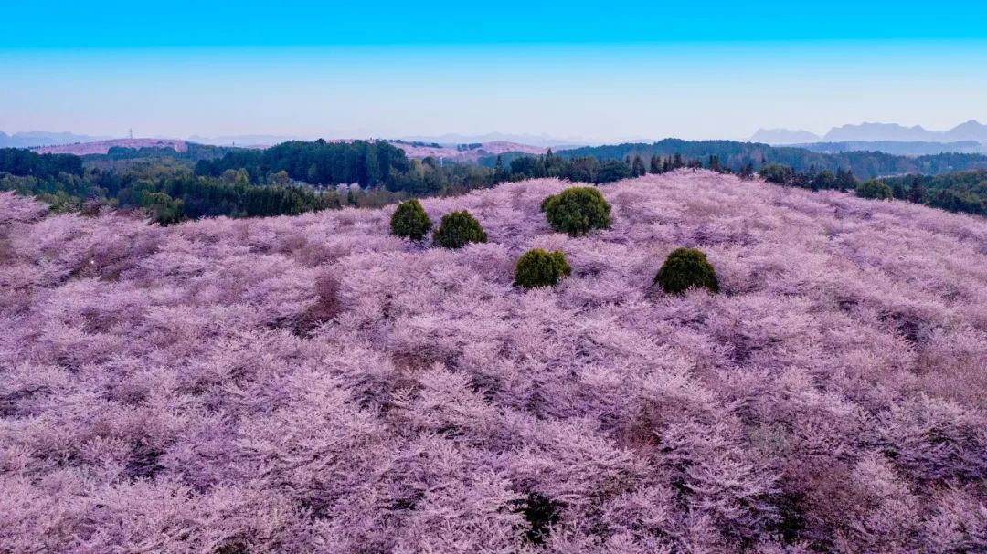 广西隔壁全球最大的樱花海在这里